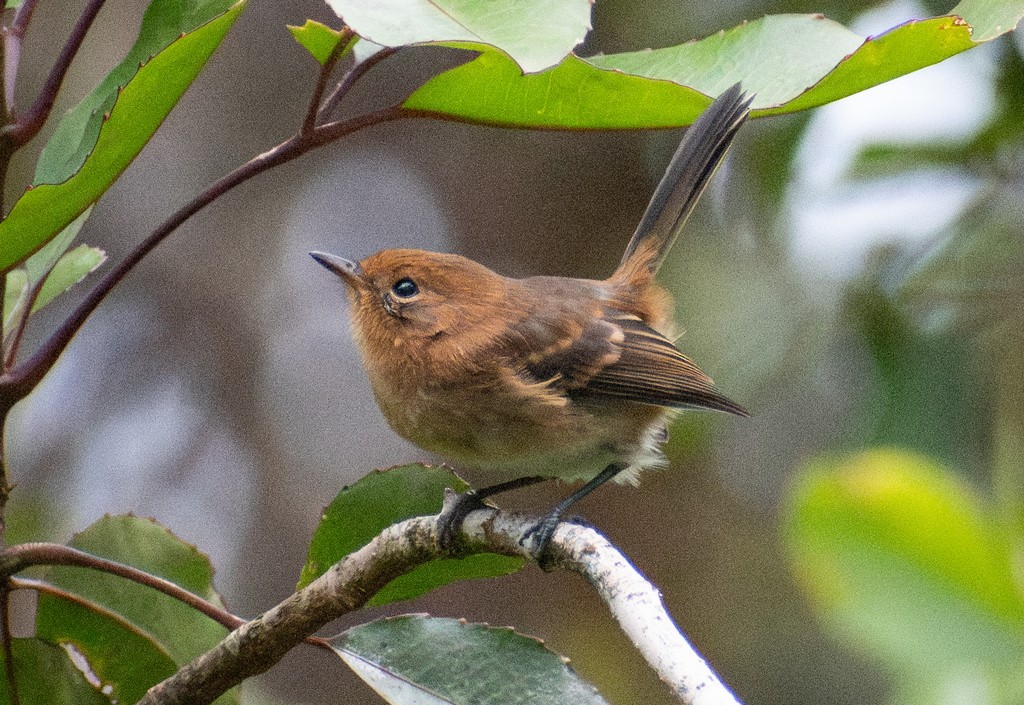 Kauai Elepaio - ML644431136