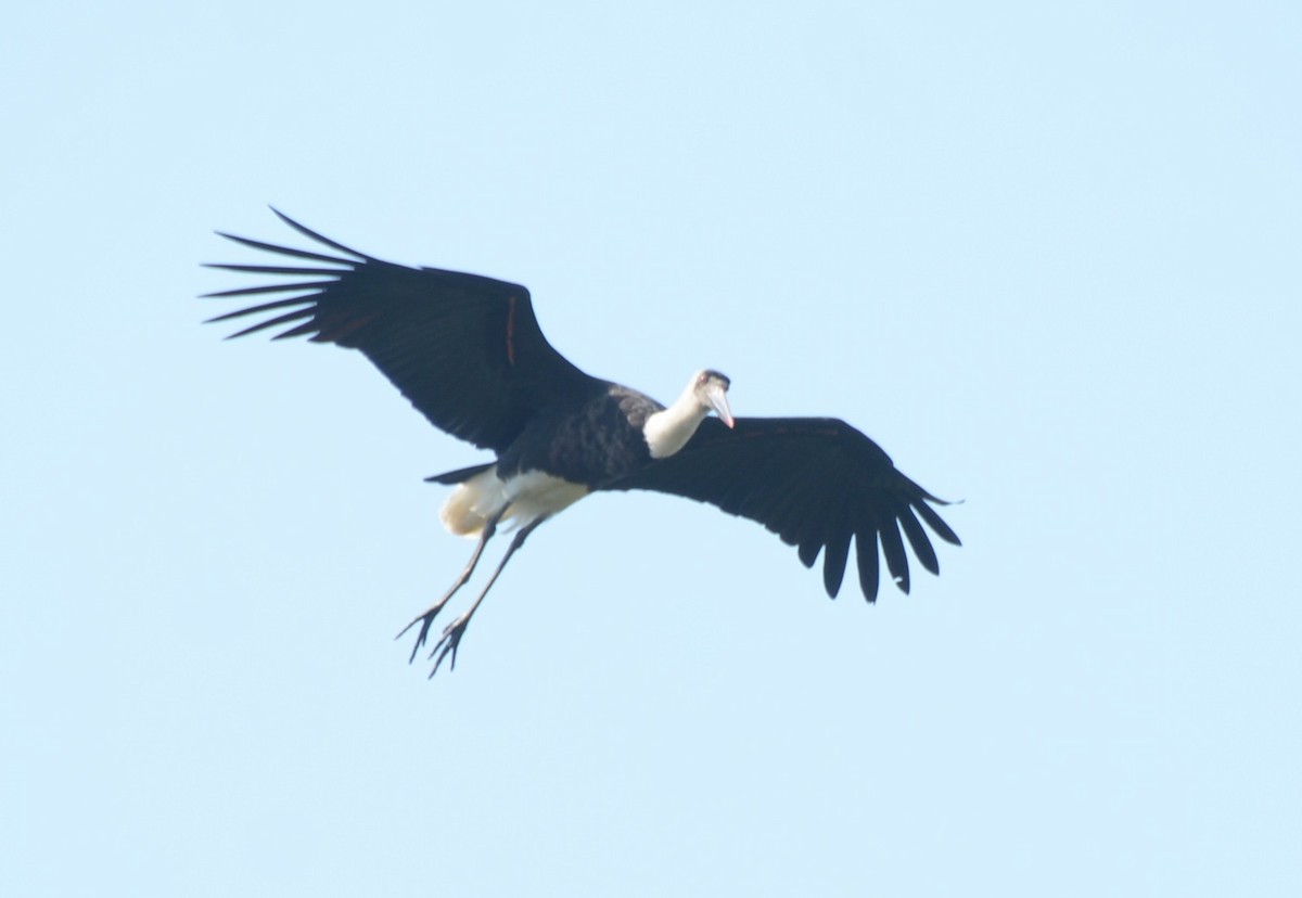 African Woolly-necked Stork - ML644431145