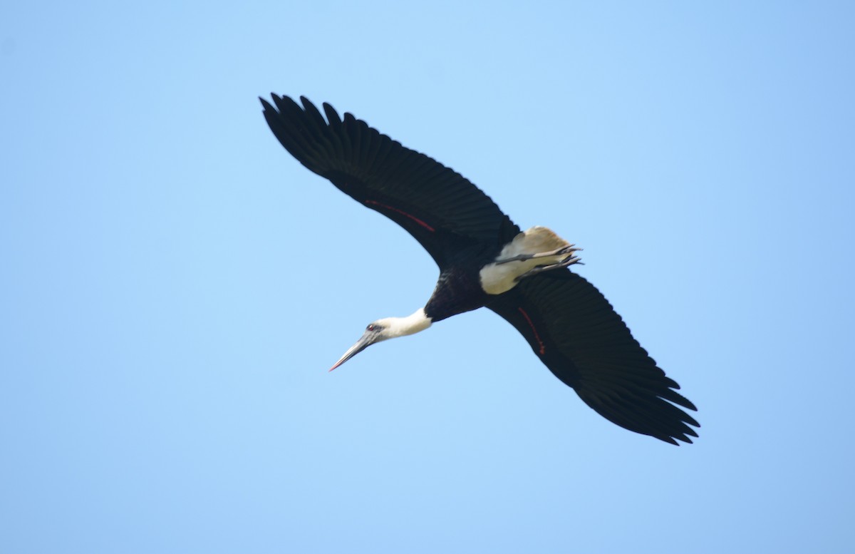 African Woolly-necked Stork - ML644431146
