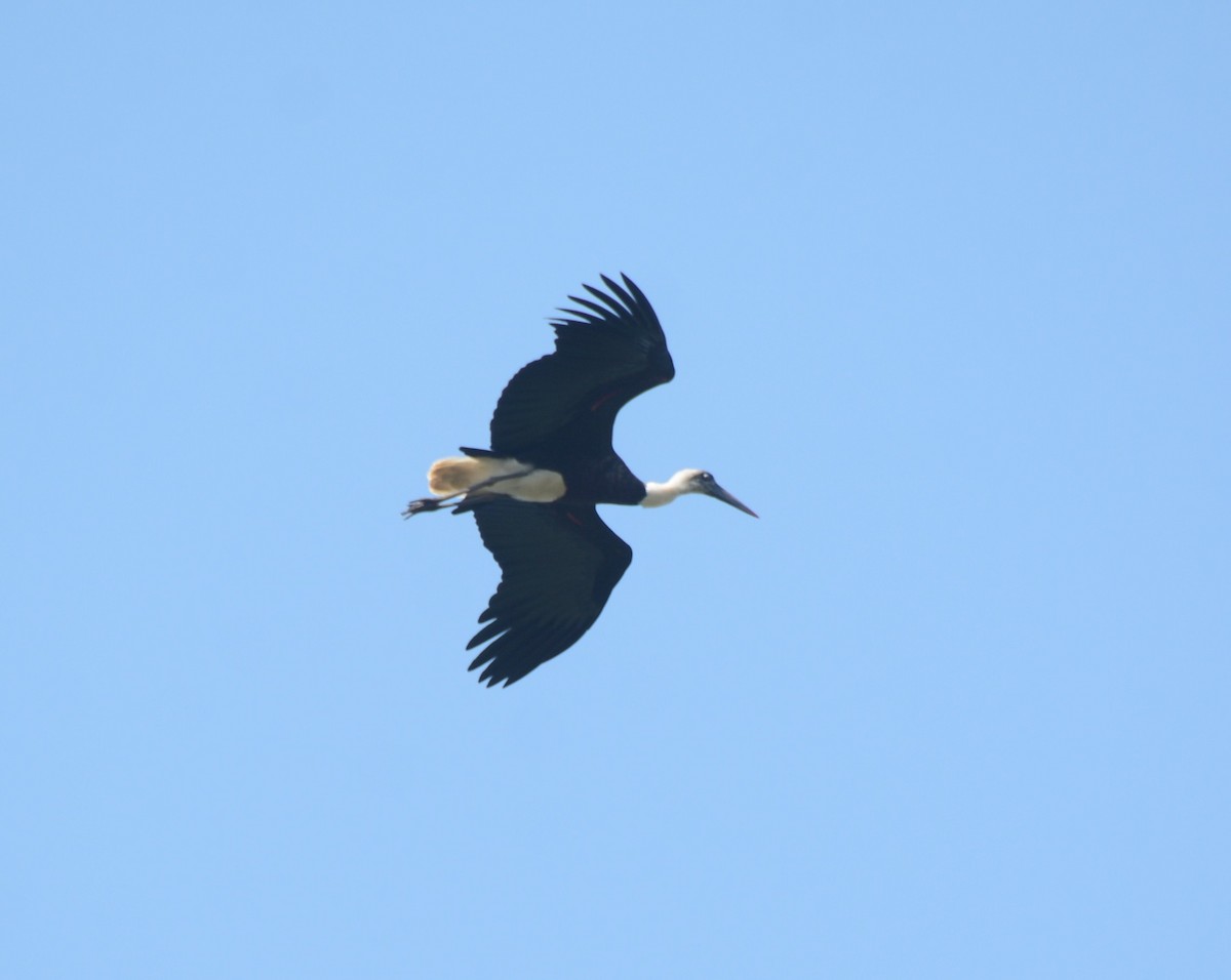 African Woolly-necked Stork - ML644431147