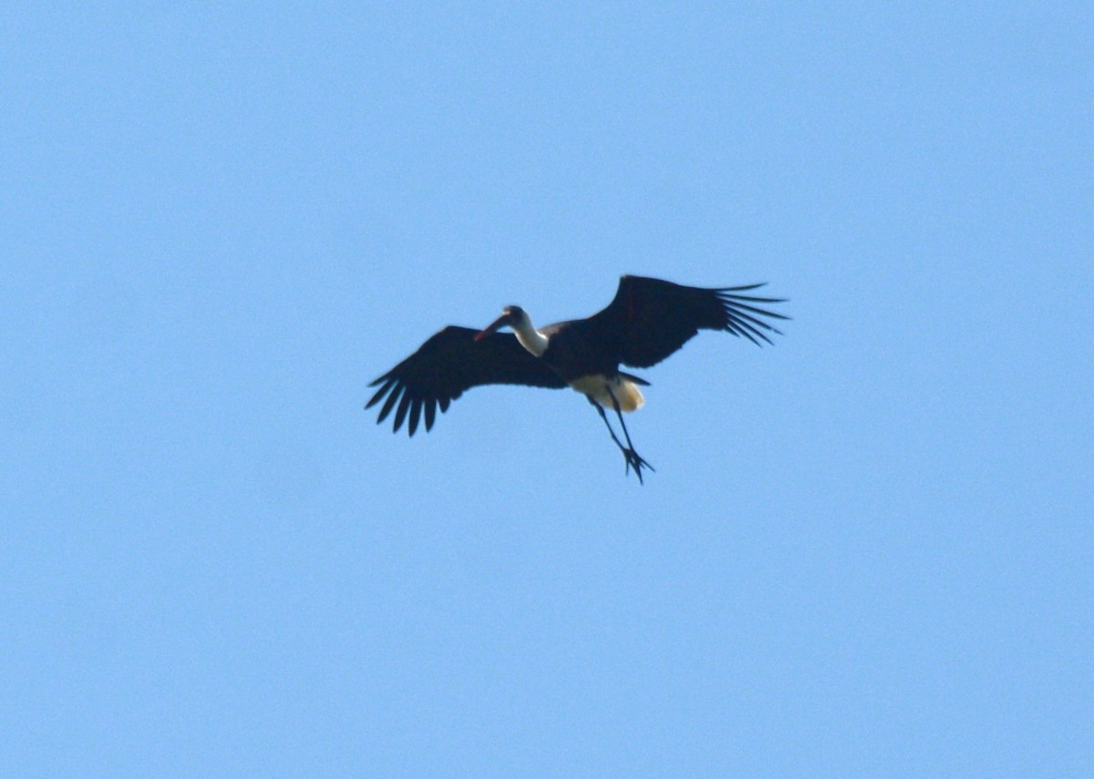African Woolly-necked Stork - ML644431148