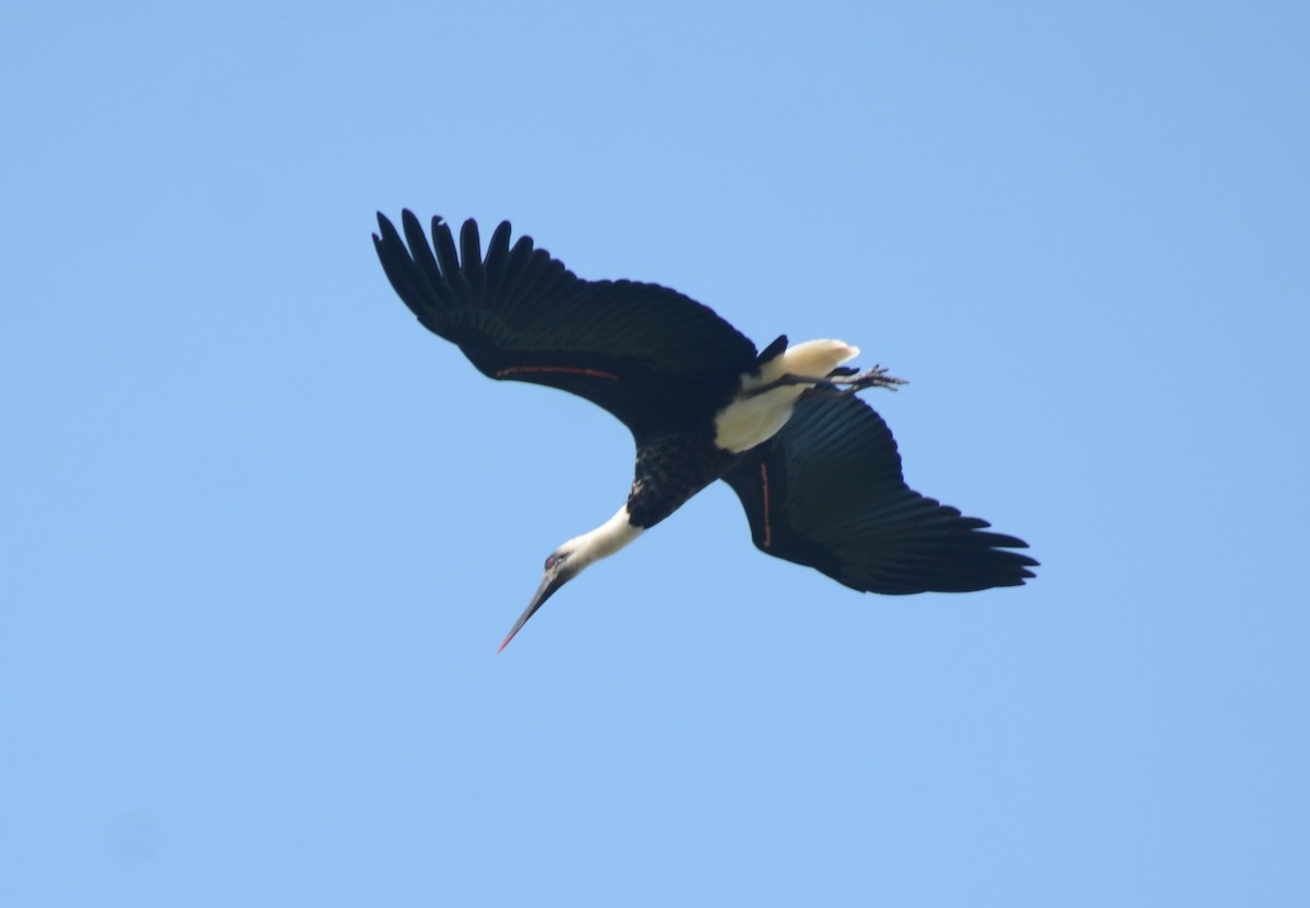 African Woolly-necked Stork - ML644431149