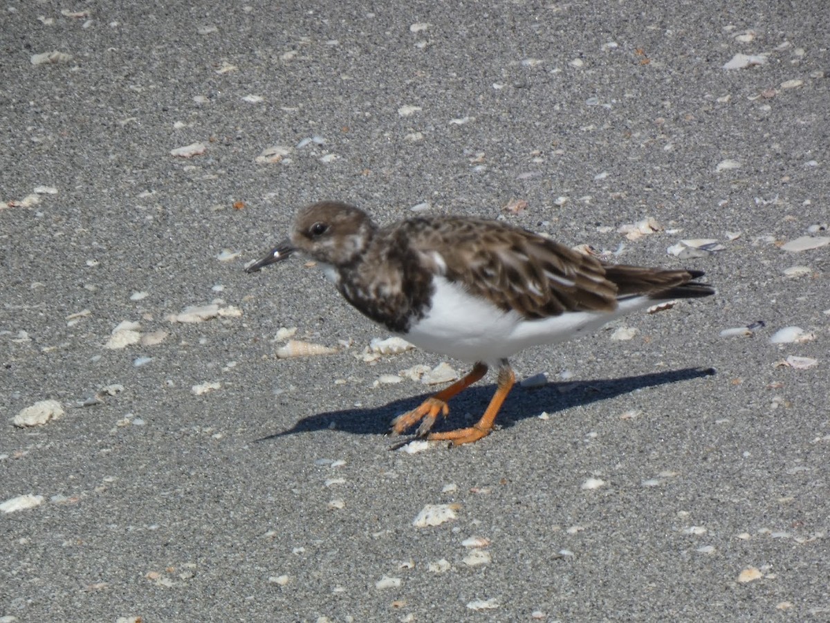 Ruddy Turnstone - ML644431159