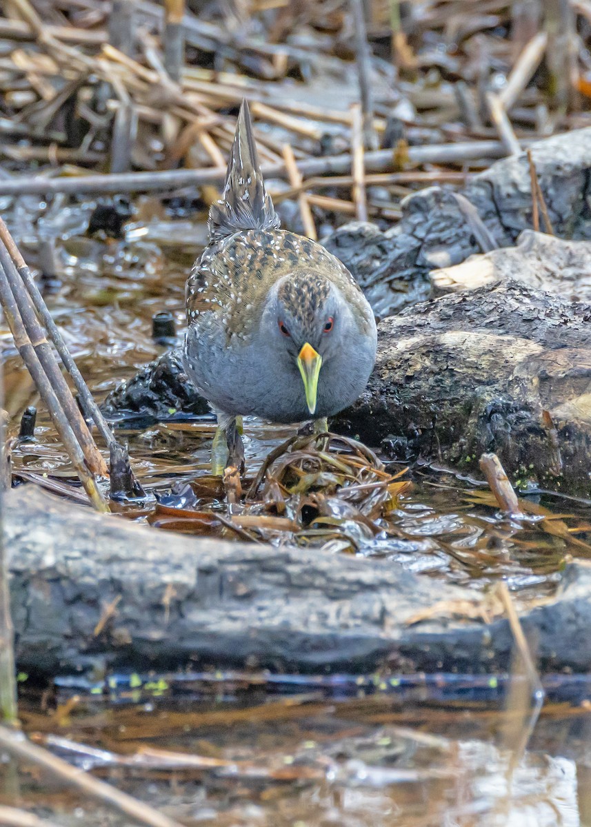 Australian Crake - ML644431167
