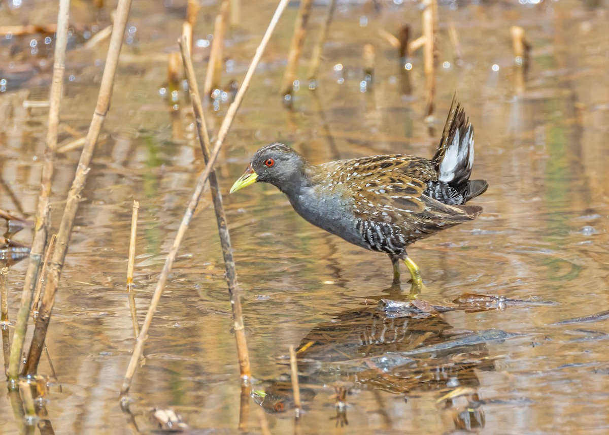 Australian Crake - ML644431168