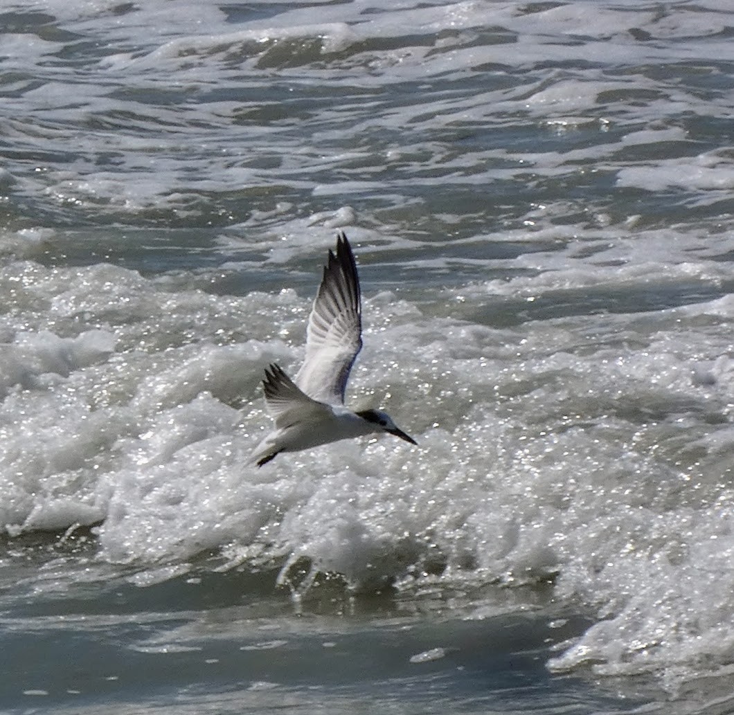 Sandwich Tern - ML644431170