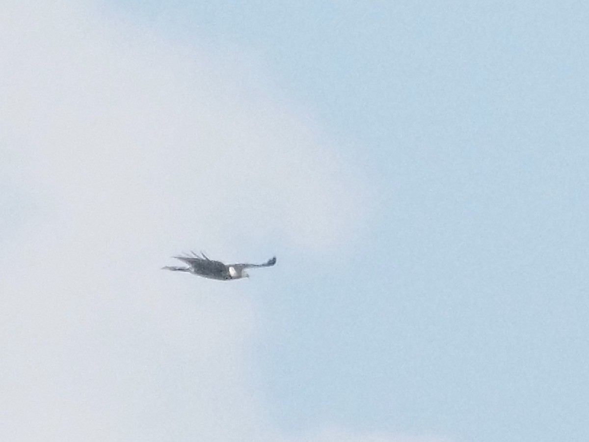 hákozobec neotropický - ML644431175