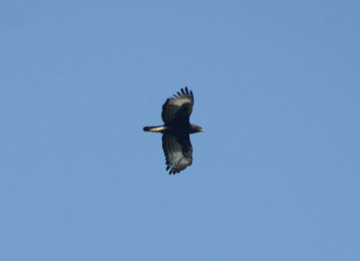 Long-crested Eagle - ML644431180