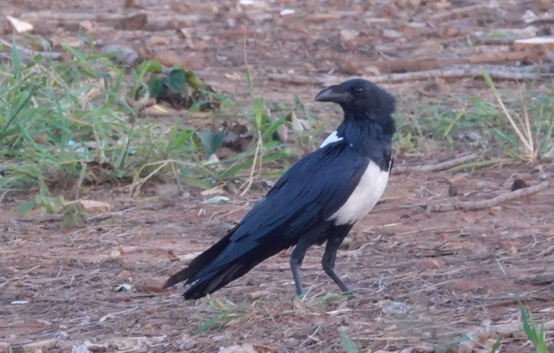 vrána černobílá - ML644431184