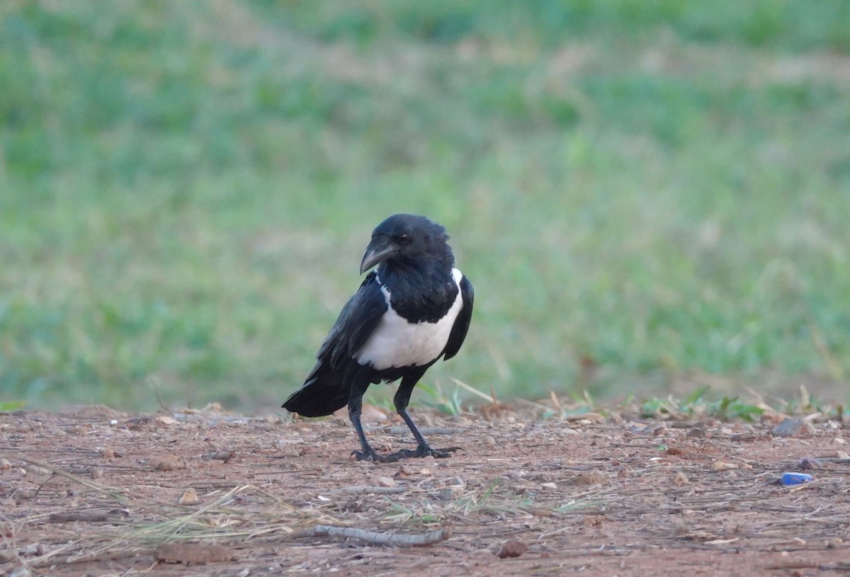 vrána černobílá - ML644431185