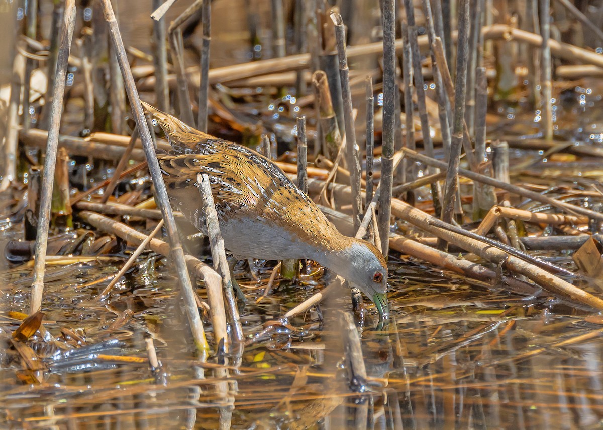Baillon's Crake - ML644431193