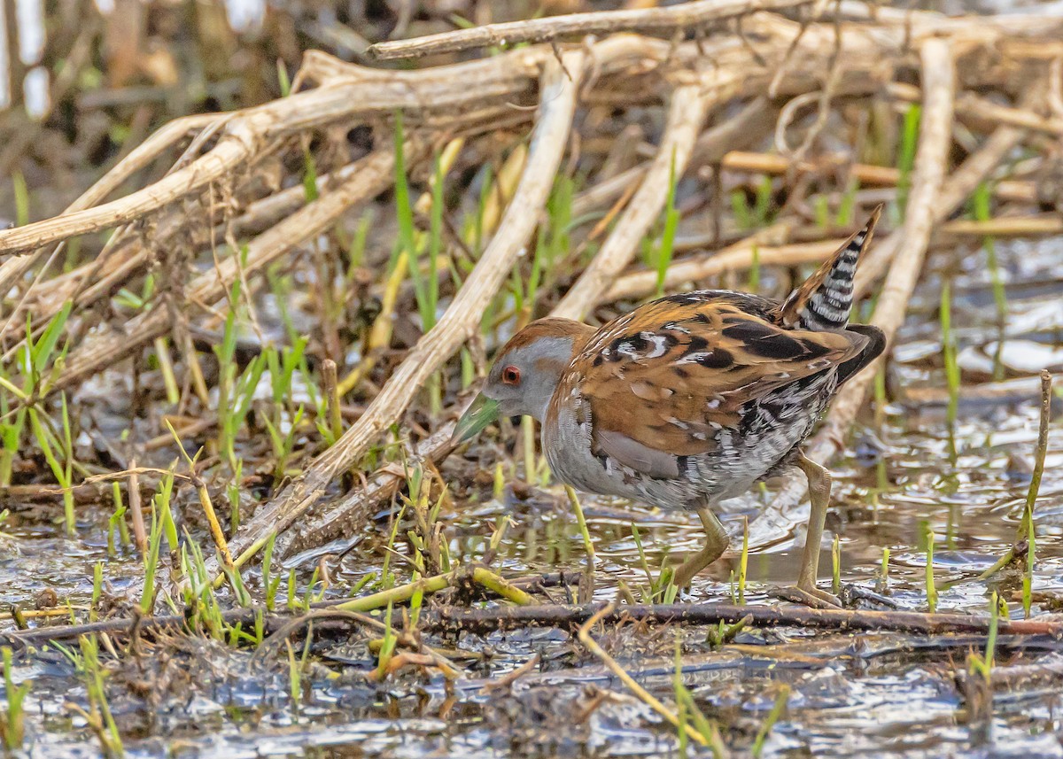Baillon's Crake - ML644431194