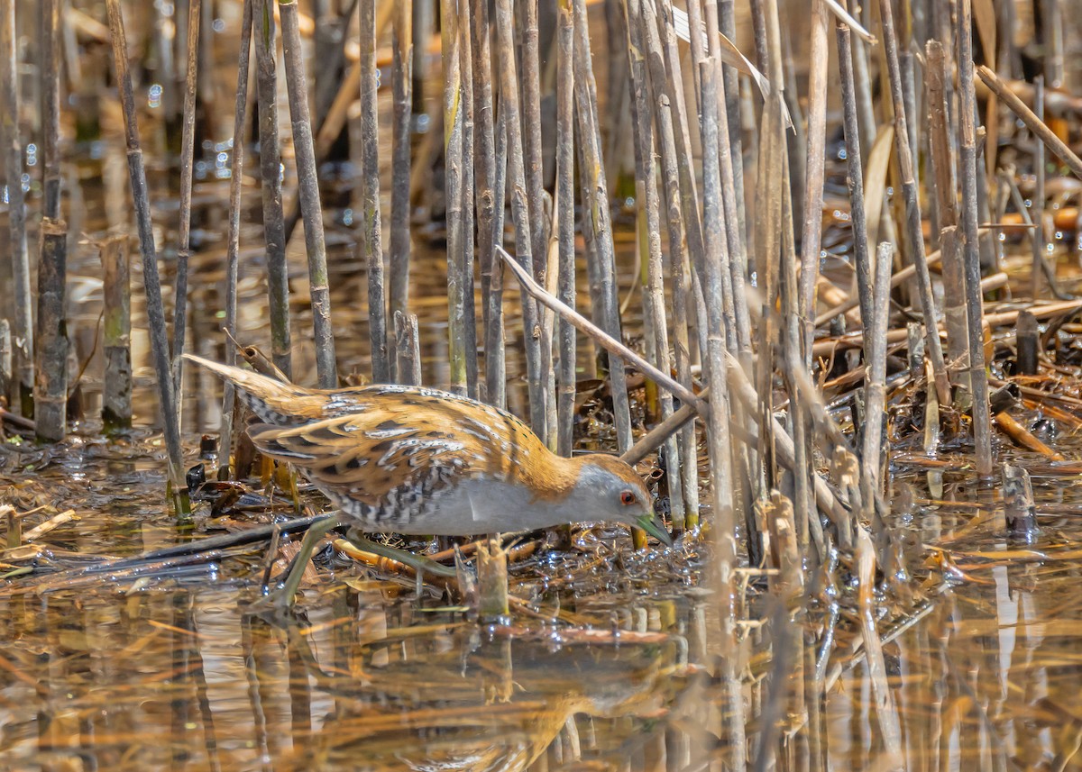 Baillon's Crake - ML644431195