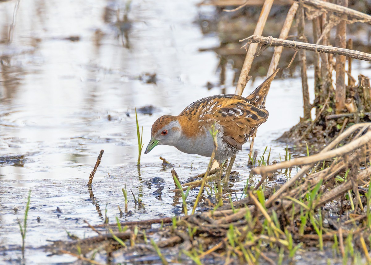 Baillon's Crake - ML644431196