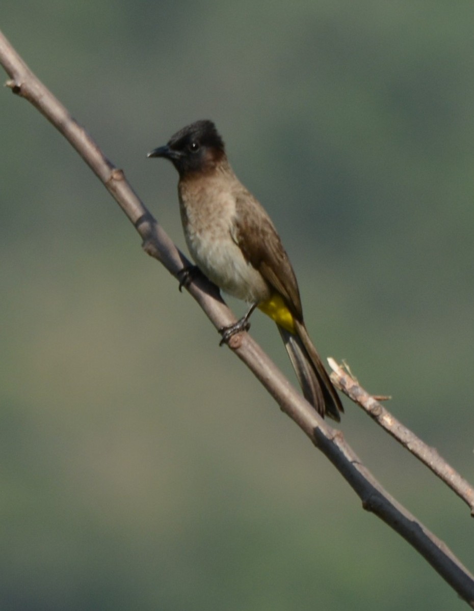 בולבול אפריקני - ML644431198