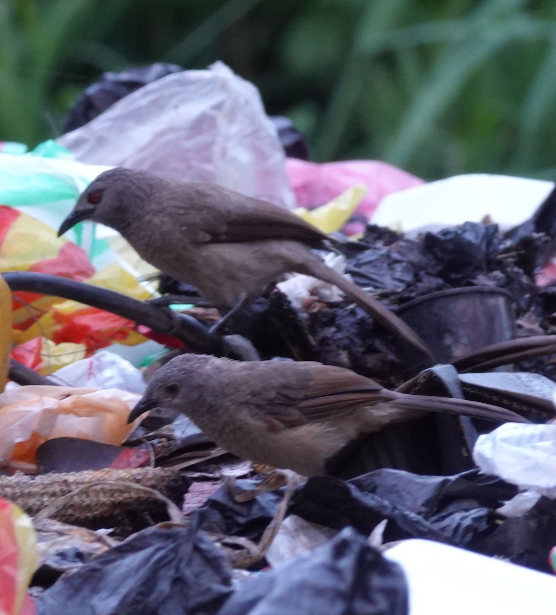 Brown Babbler - ML644431199