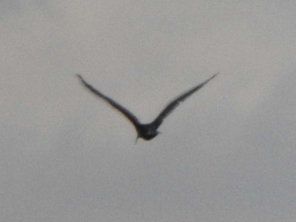 Bare-faced Ibis - ML644431205