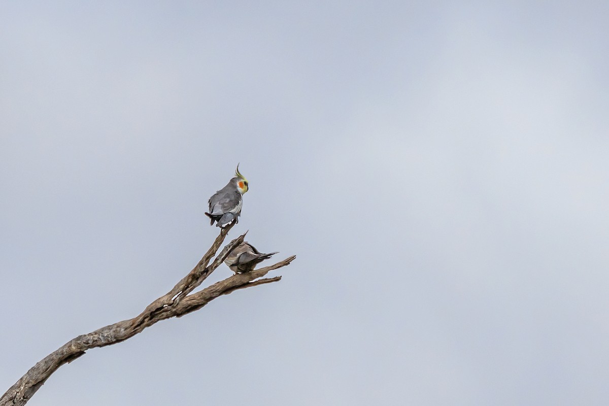 Cockatiel - ML644431211