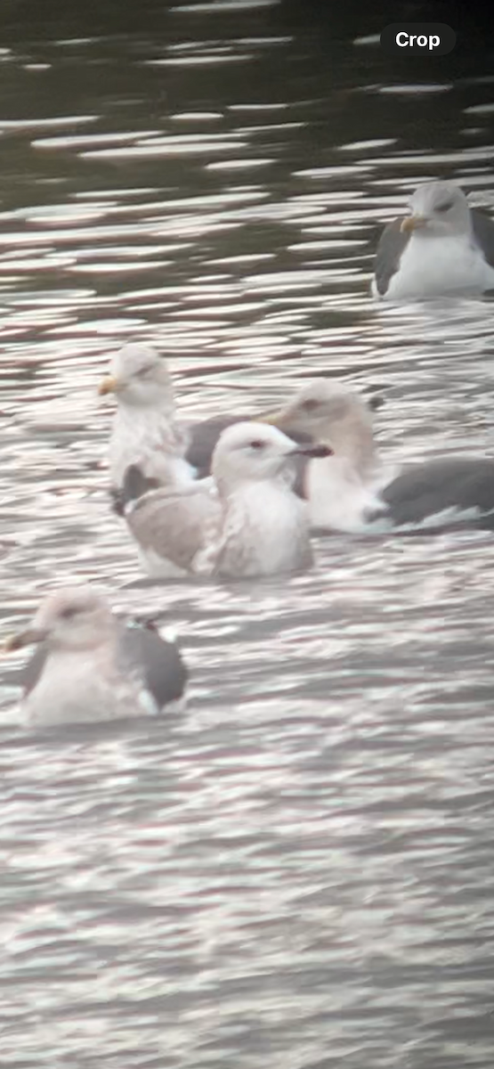 Gabbiano reale pontico - ML644431212