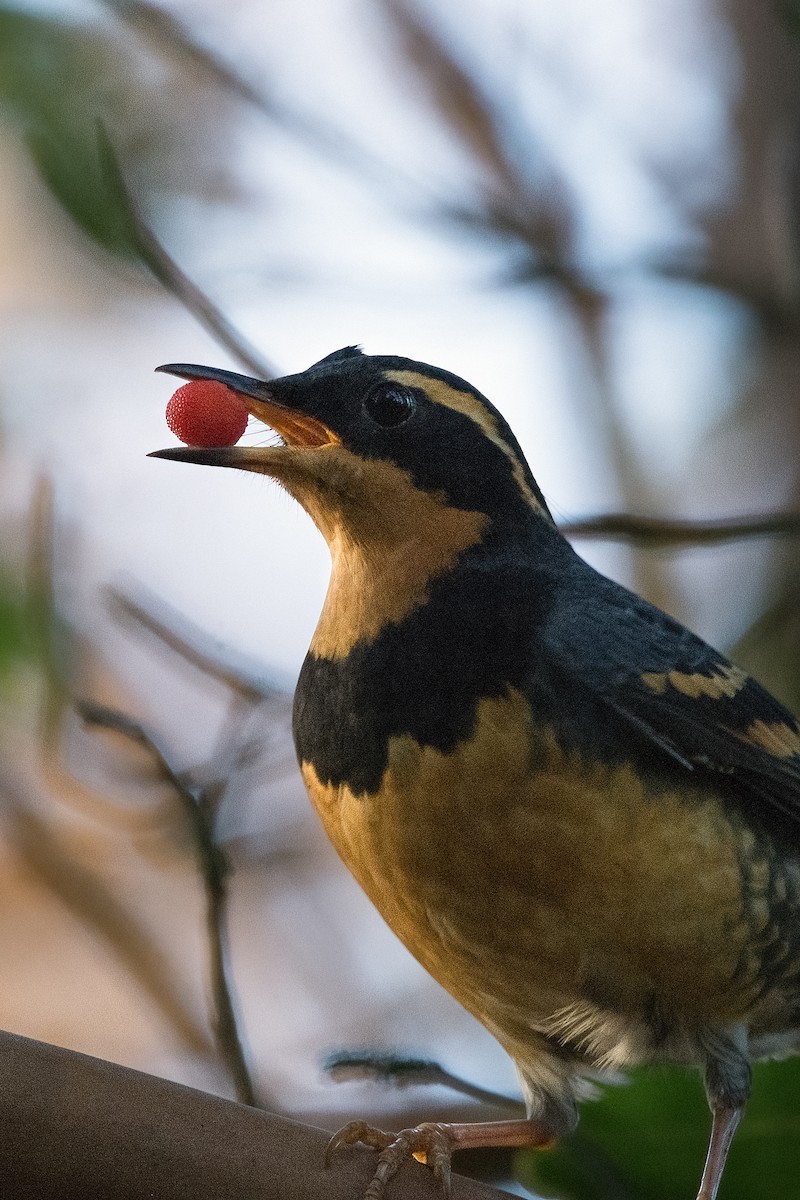 Varied Thrush - ML644431246