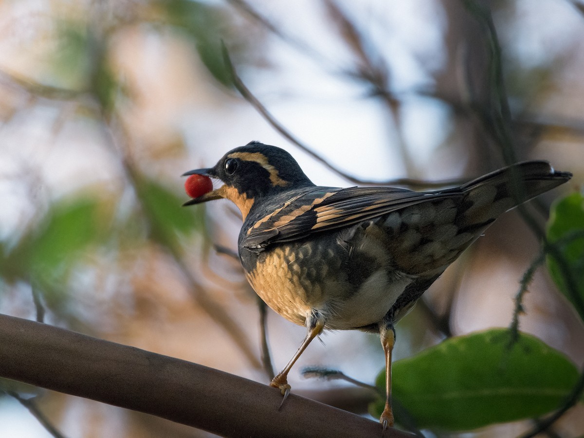 Varied Thrush - ML644431247