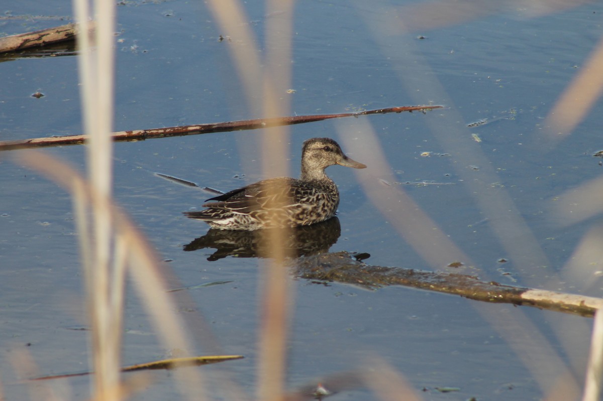 שרשיר - ML644431255