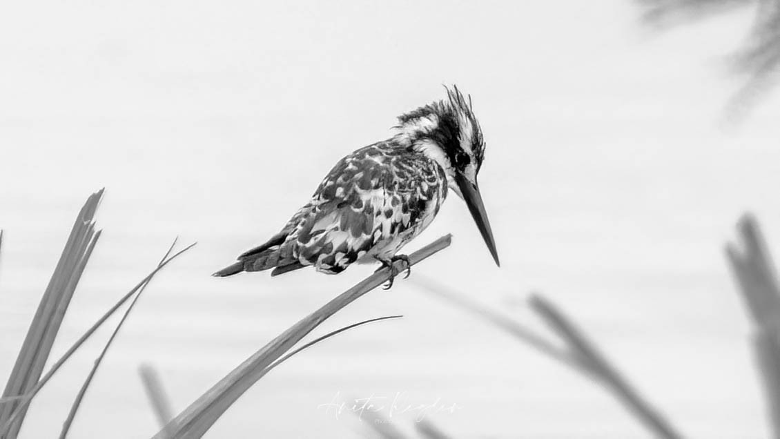 Martin-pêcheur pie - ML644431256