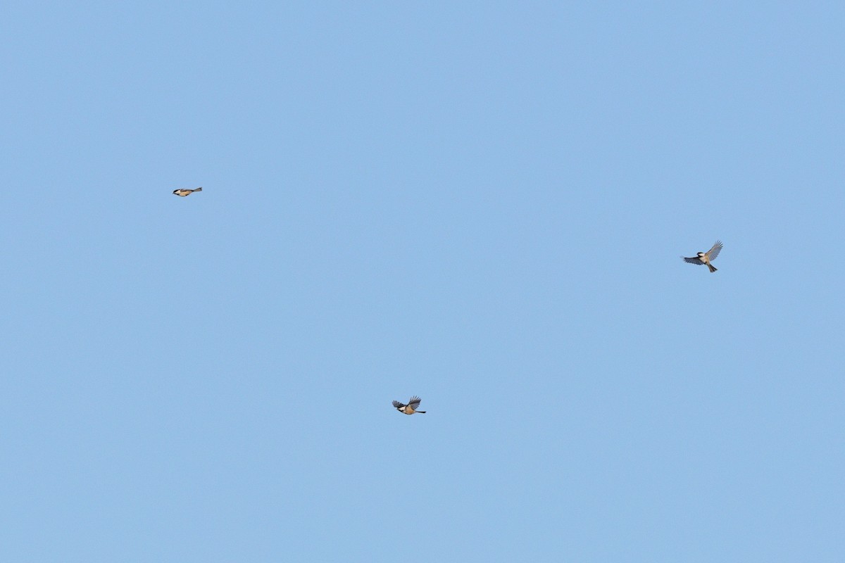 Black-capped Chickadee - ML644431257