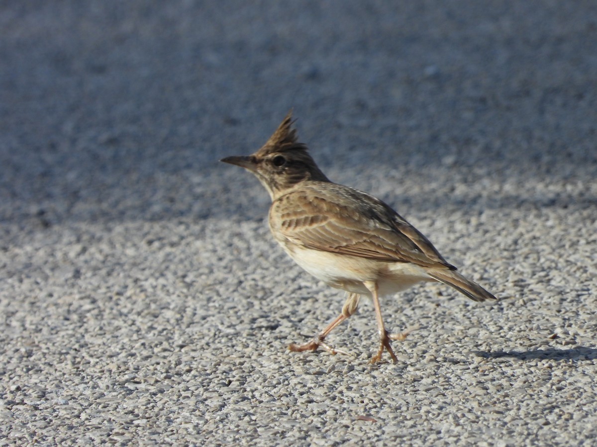 עפרוני מצויץ - ML644431258