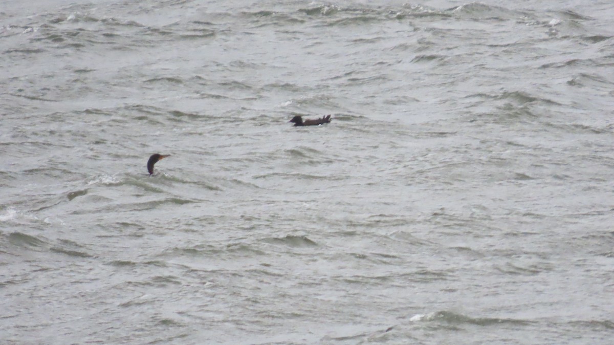 White-winged Scoter - ML644431264
