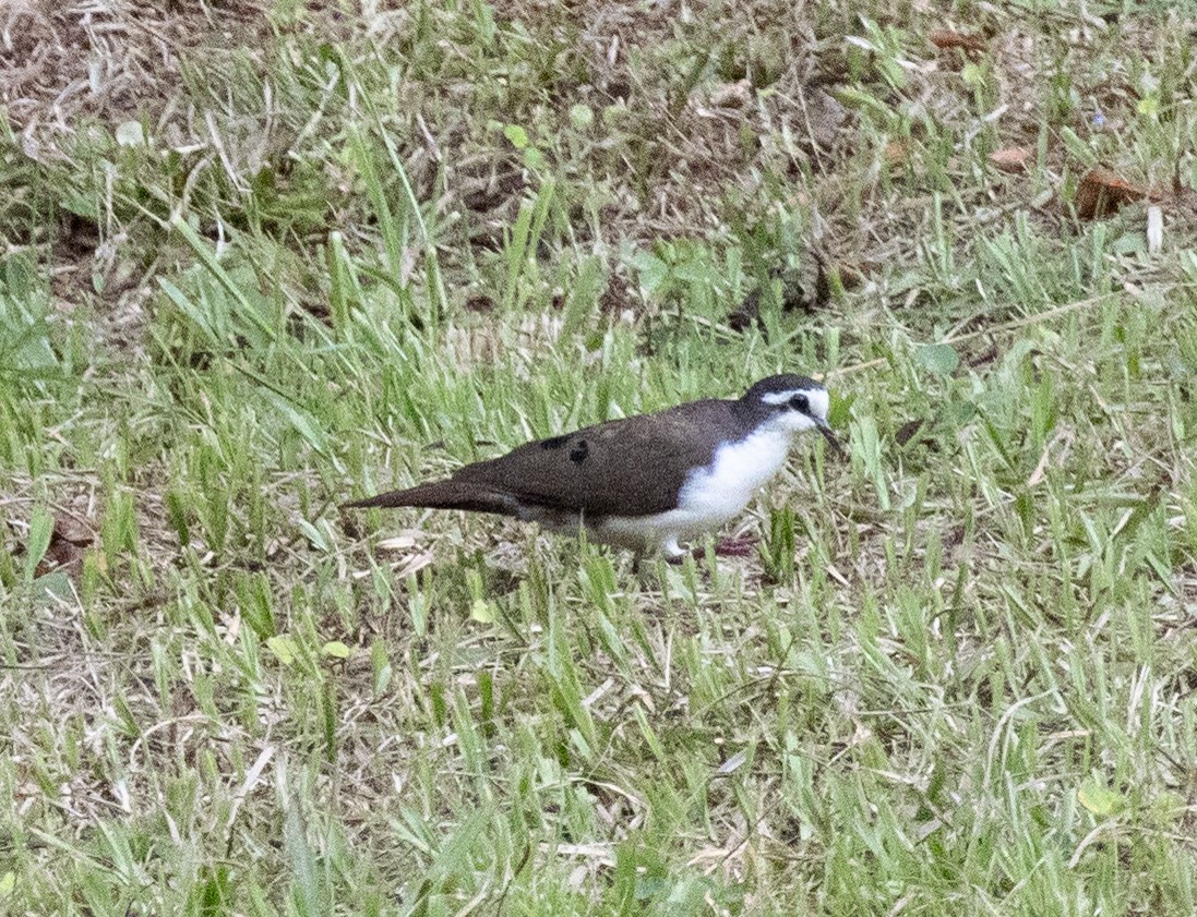 Tambourine Dove - ML644431283