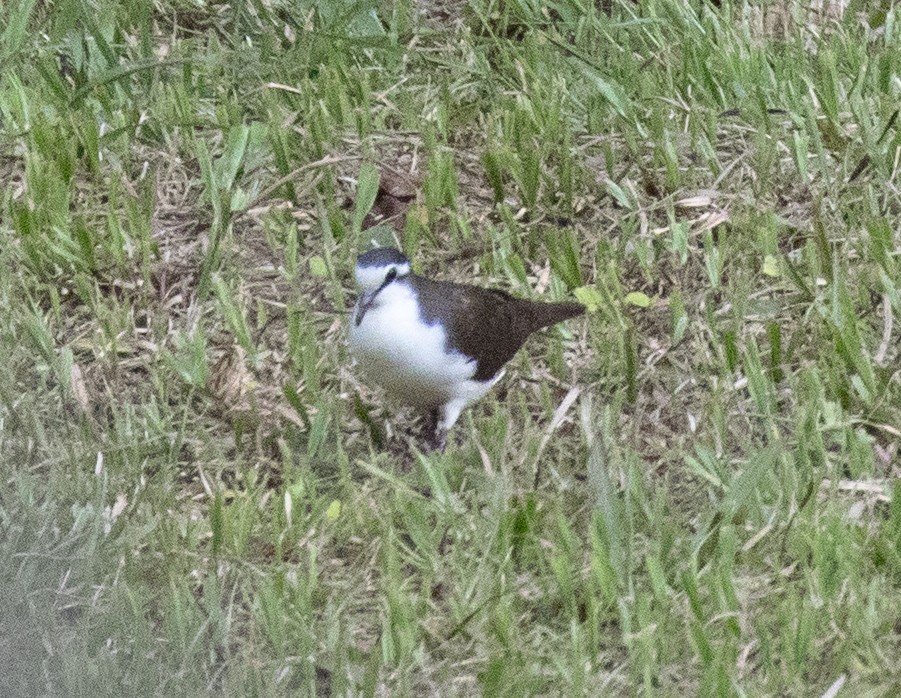 Tambourine Dove - ML644431285
