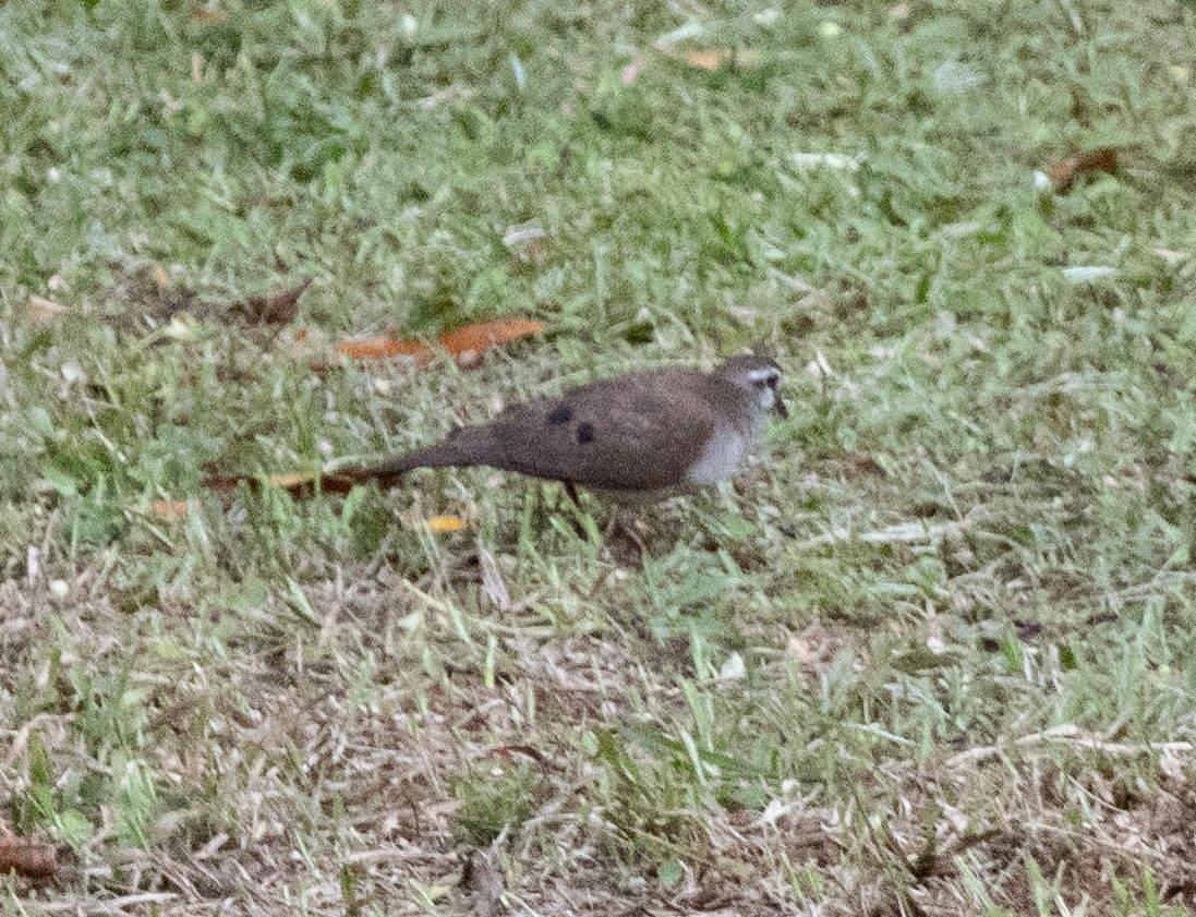 Tambourine Dove - ML644431286