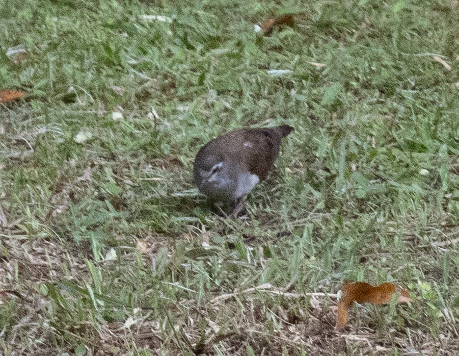 Tambourine Dove - ML644431289