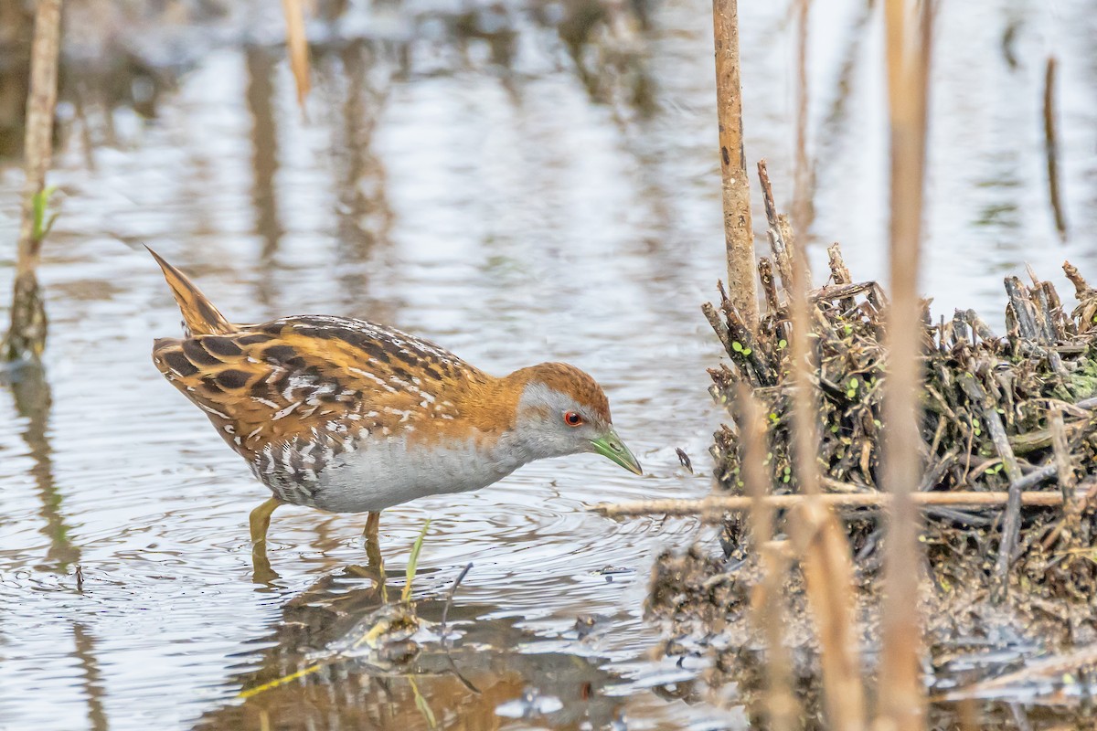 Baillon's Crake - ML644431291