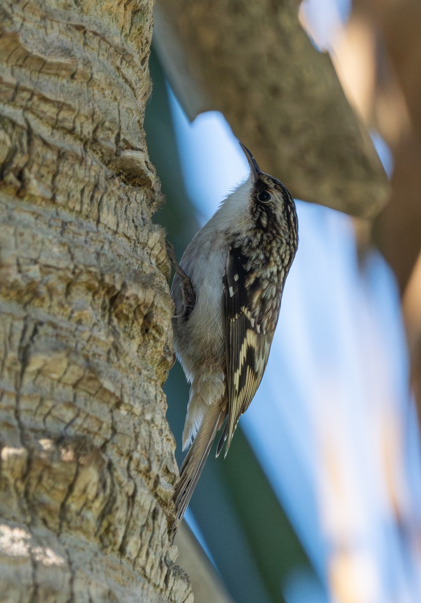 Brown Creeper - ML644431294