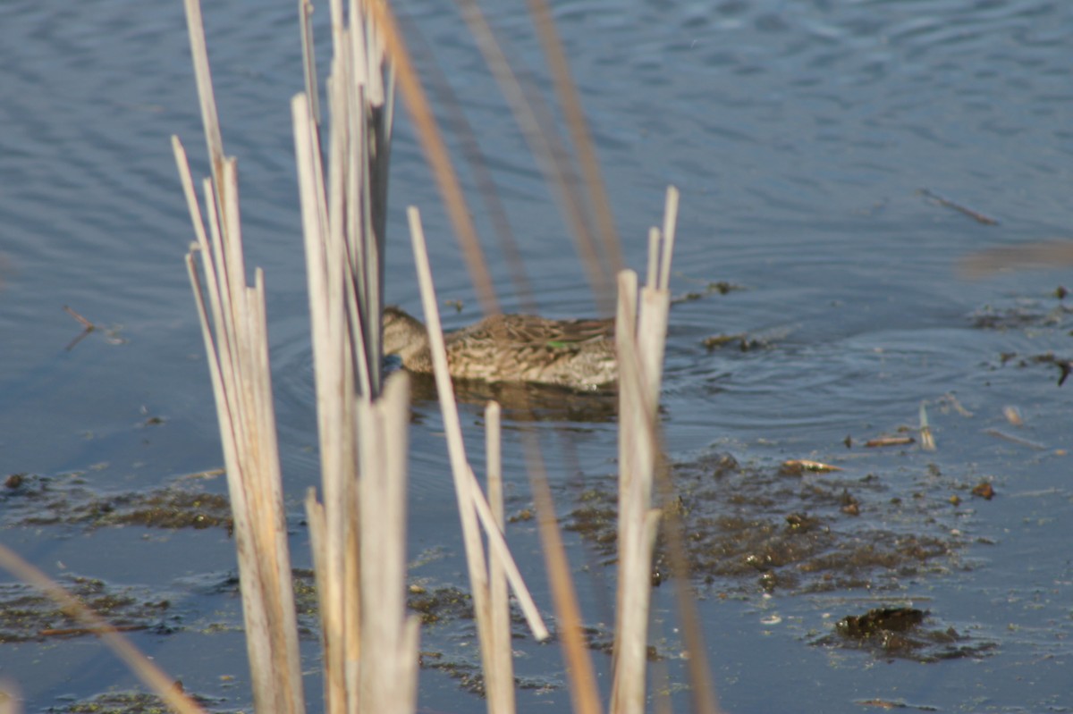 שרשיר - ML644431298