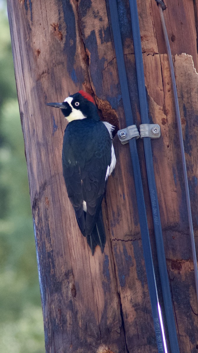 Acorn Woodpecker - ML644431301