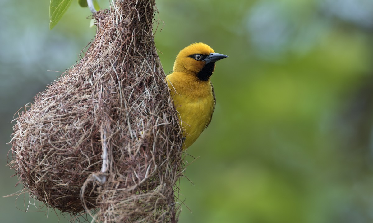Spectacled Weaver - ML644431302