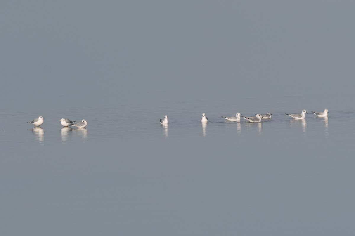 Bonaparte's Gull - ML644431306