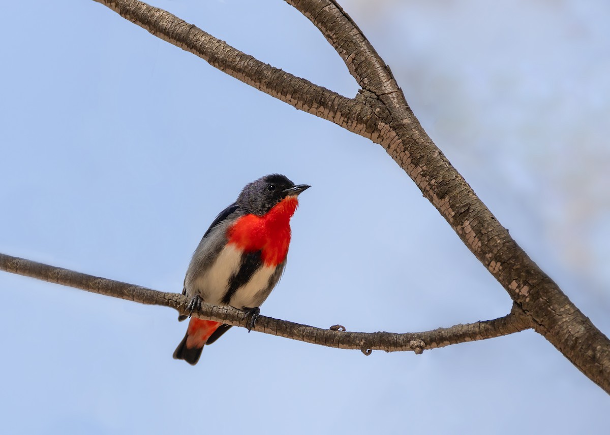 Mistletoebird - ML644431315