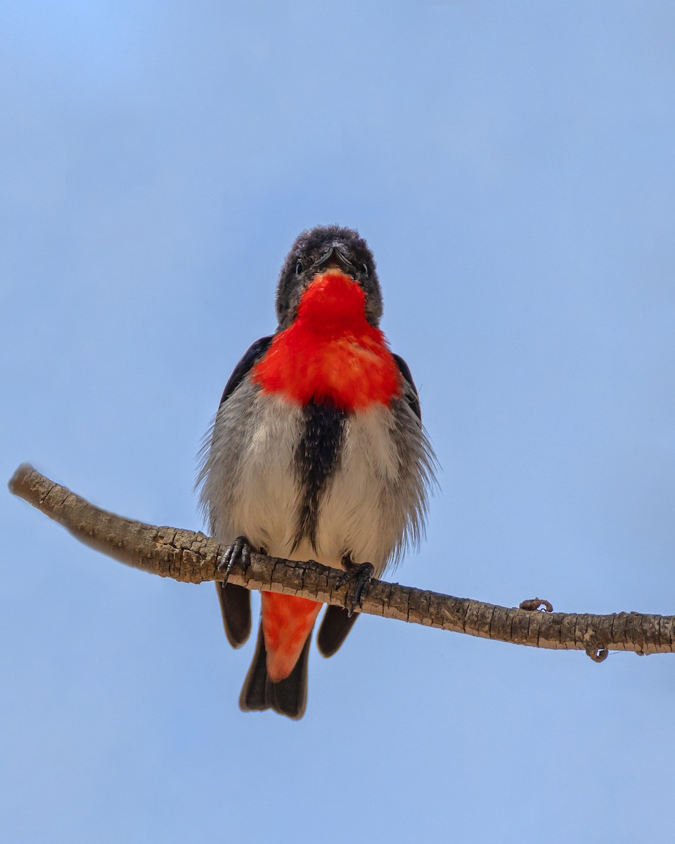 Mistletoebird - ML644431316