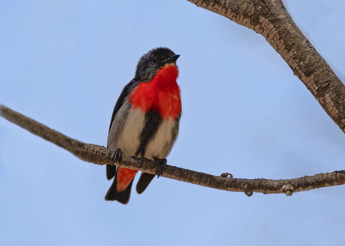 Mistletoebird - ML644431317