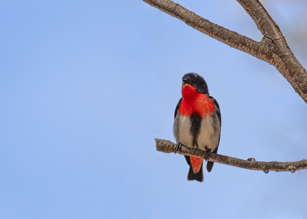 Mistletoebird - ML644431318