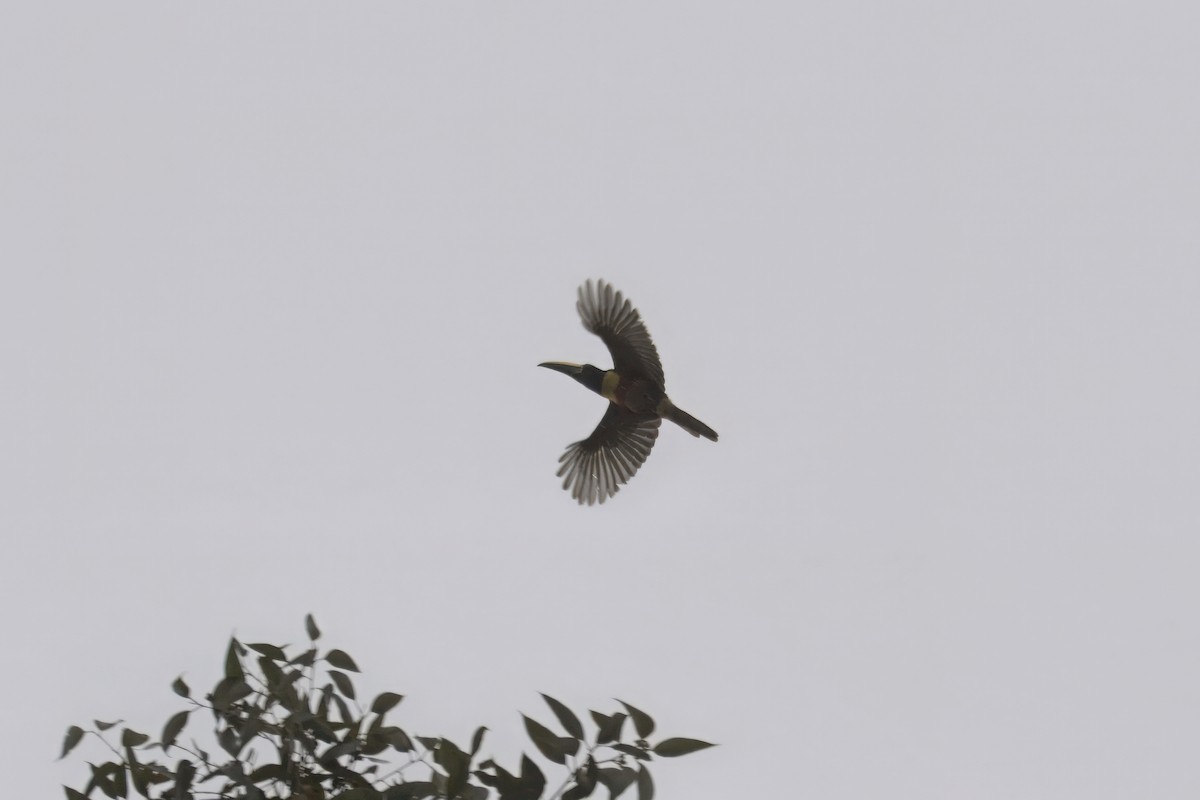 arassari černokrký - ML644431319