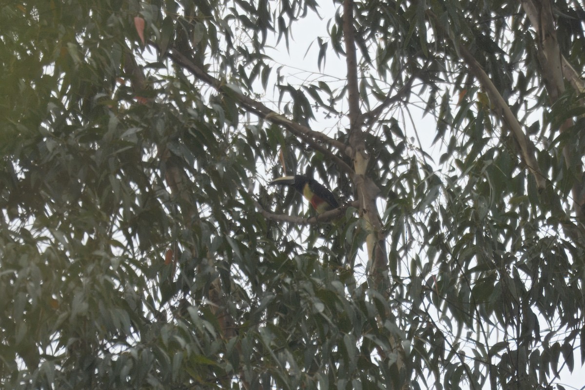 arassari černokrký - ML644431320