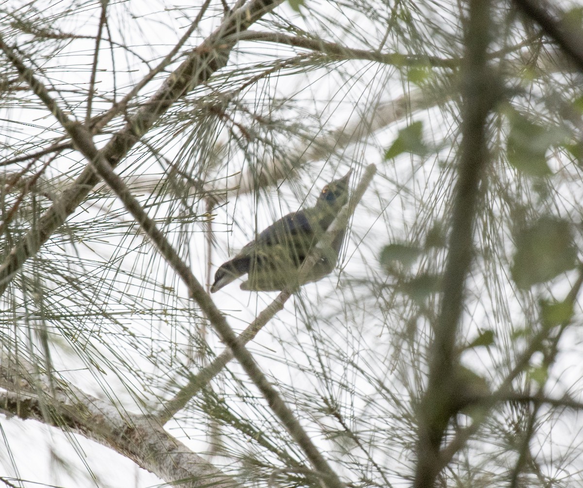 Black-bellied Starling - ML644431333