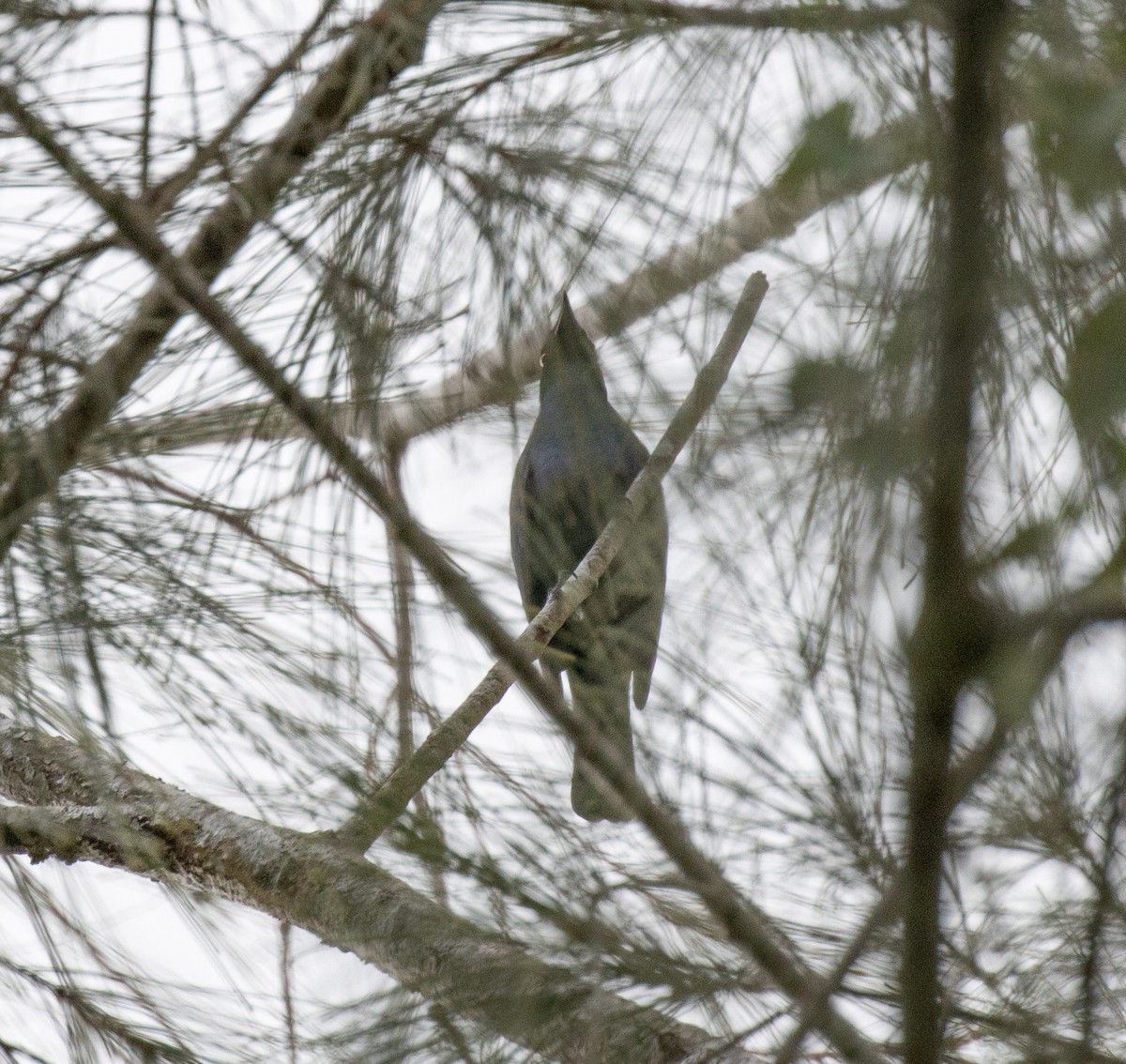 Black-bellied Starling - ML644431336