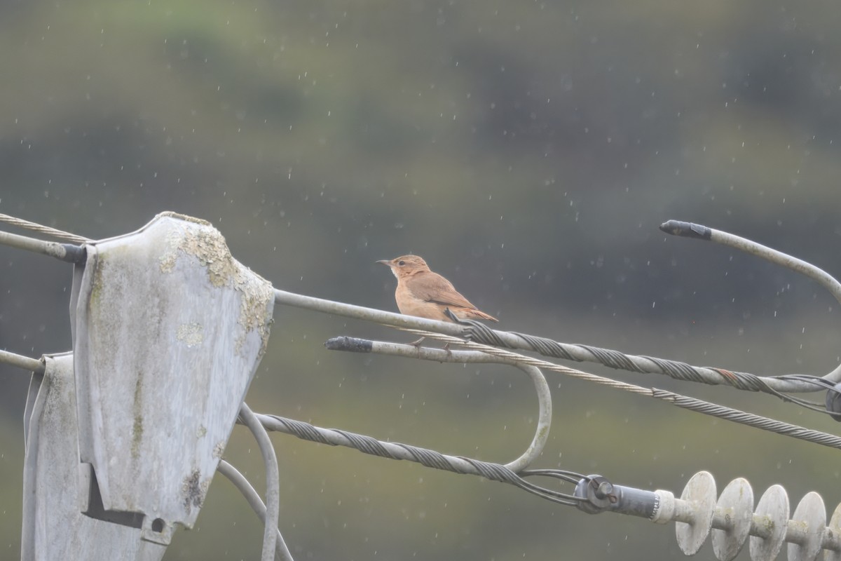 セアカカマドドリ - ML644431337