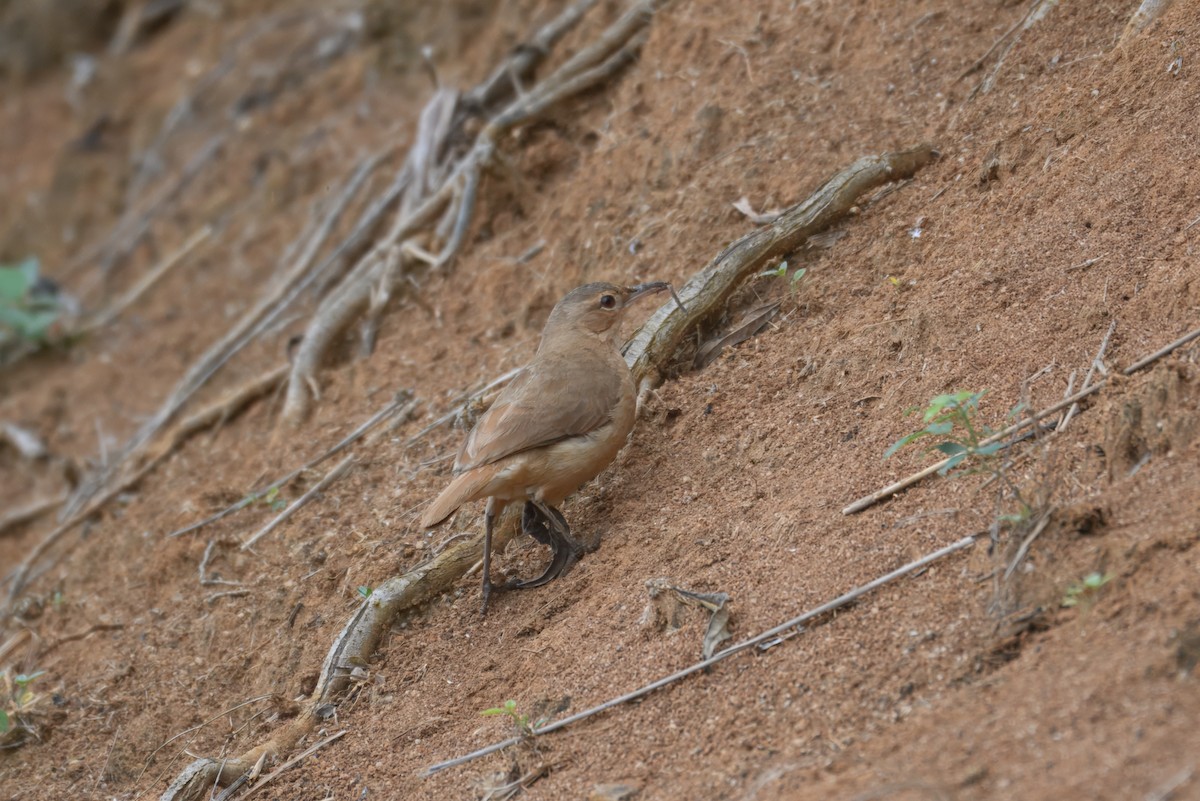 セアカカマドドリ - ML644431338
